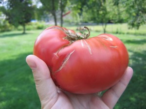 That's a big tomato. It may not be perfect on the outside, but it was perfect on the inside.